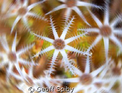POLYPS IN A SPIN by Geoff Spiby 